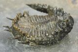 Lichid Trilobite (Akantharges) - Tinejdad, Morocco #241491-4